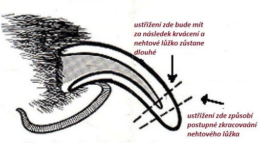 Túlnőtt kutyakarom
